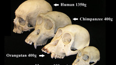 Skull series high legend ) With primate Resolution
