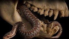 Skulls snakes Reptiles