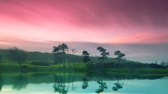 Sky evening pink trees