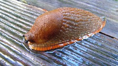 Slugs