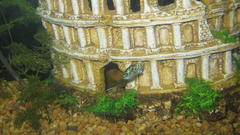 Small itt fishesmy electric