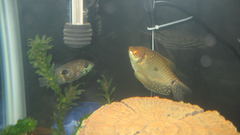 Smalljack dempsey amp gold