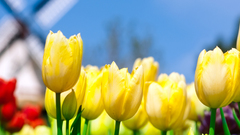 Smellofholland here is The