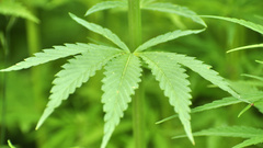 Smoke day marijuana high Resolution wayd