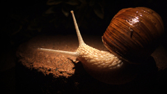 Snail cochlea sraige insect