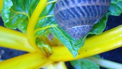 Snail in The kale