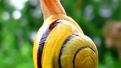Snail yellow high