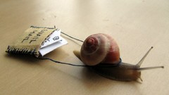 Snails Bug mail molluscs