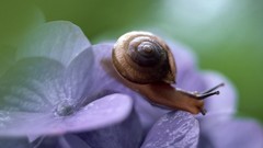 Snails macro molluscs