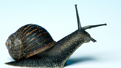 Snails molluscs