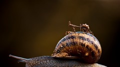 Snails ride molluscs
