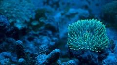 Snails underwater sea anemones Sea Life