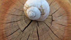 Snails Wood canon CraJim