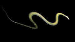 Snake flying 1600x1200