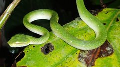 Snake waglers pit viperyeahwent