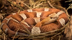 Snakes American Copperhead