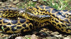 Snakes anaconda