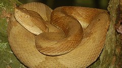 Snakes Brazil brazilian