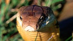 Snakes cobra