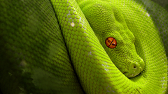 Snakes coil python Reptiles