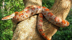 Snakes corn snake