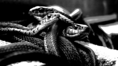 Snakes grayscale monochrome