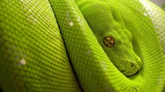 Snakes python Reptiles