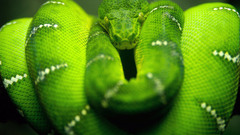 Snakes reptile Green Wild