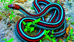 Snakes Reptiles Garter Snakes