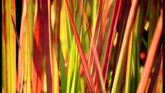 Snapdragon how This Op