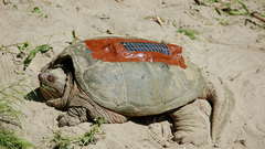 Snapper equipped high