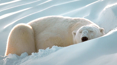 Snow Animals Arctic sleeping