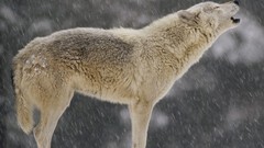 Snow Animals close-up Wolves White Wolf howling wolf snowing
