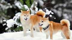 Snow Animals Dogs bokeh Shiba Inu blurred background