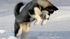 Snow Animals Dogs Huskies Siberian Husky husky jumping