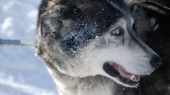 Snow Animals Dogs husky