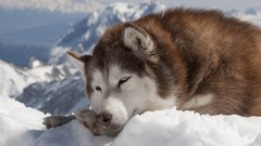 Snow Animals Dogs husky alaskan malamute