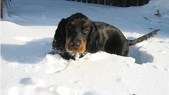 Snow Animals Dogs setter pets
