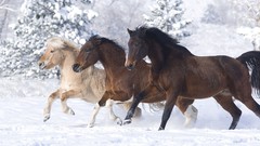 Snow Animals Horses evergreens