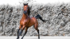 Snow Animals Horses running Arabian horse hedges