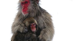 Snow Animals Japanese monkeys japanese macaque Simple Background