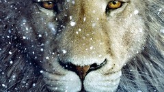 Snow Animals Lions fantasy art chronicles of Narnia