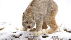 Snow Animals lynx