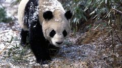 Snow Animals panda bears