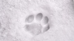 Snow Animals paw print