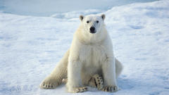Snow Animals Polar Bears