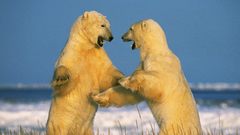 Snow Animals Polar Bears