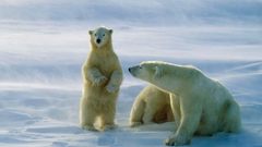 Snow Animals Polar Bears