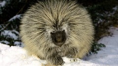 Snow Animals porcupines