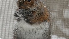 Snow Animals squirrels